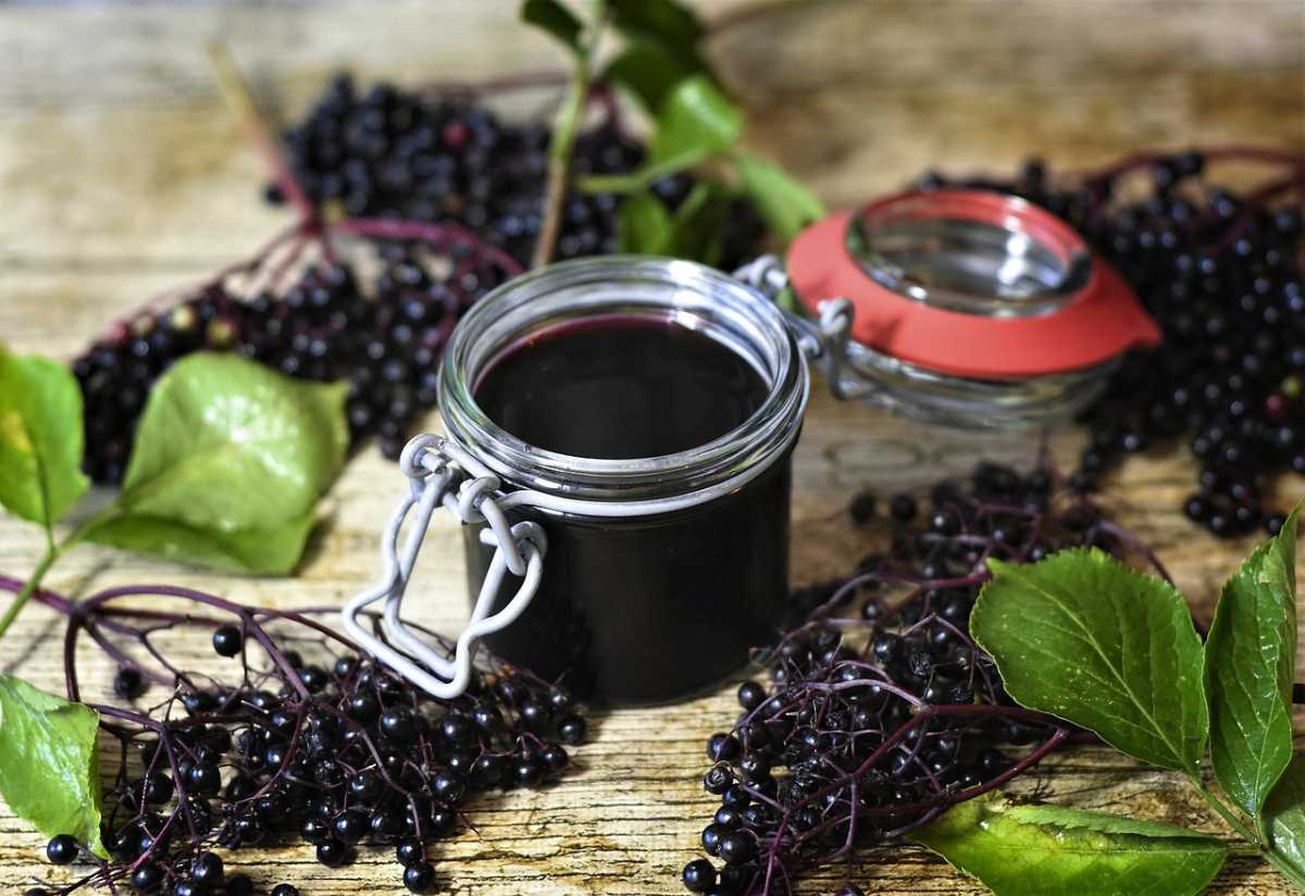 Benefici del sambuco nero: il superfood segreto per la salute dell’intestino e l’immunità