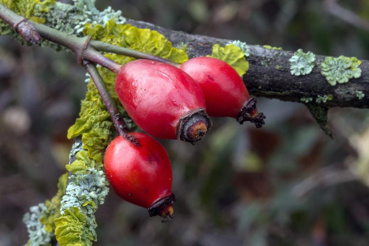 Rosa canina: benefici, usi, effetti collaterali e curiosità